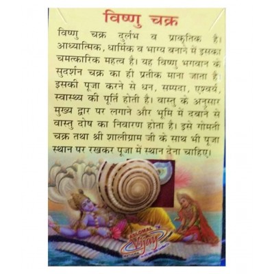 rudradivine Natural Vishnu Chakra Combo of 2 Shell for Laxmi poojan Vastu Dosh and To Attract Wealth Vishnu Chakra 100% Natural | Vishnu Chakra | Religious Item | Shell for Vastu dosh and to attract wealth