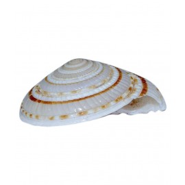 rudradivine Natural Vishnu Chakra Combo of 2 Shell for Laxmi poojan Vastu Dosh and To Attract Wealth Vishnu Chakra 100% Natural | Vishnu Chakra | Religious Item | Shell for Vastu dosh and to attract wealth