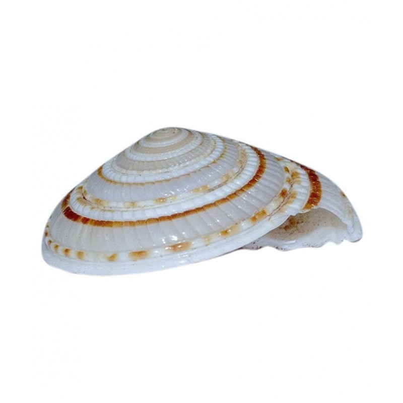rudradivine Natural Vishnu Chakra Combo of 2 Shell for Laxmi poojan Vastu Dosh and To Attract Wealth Vishnu Chakra 100% Natural | Vishnu Chakra | Religious Item | Shell for Vastu dosh and to attract wealth