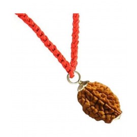 rudradivine Rudraksha Pack of 1