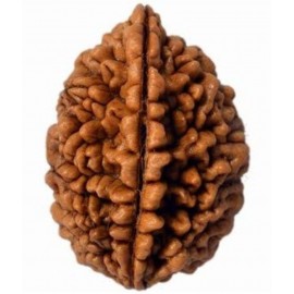 rudradivine Rudraksha Pack of 1